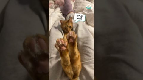 Orange Cat Shows Off Its Paws || ViralHog