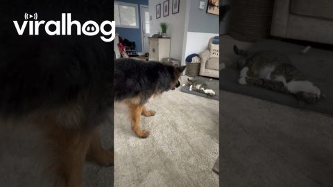 Cat Invites German Shepherd to Play || ViralHog