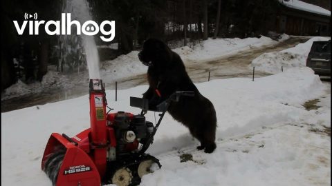 Newfoundland Dog Operates Snow Blower || ViralHog