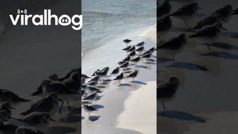One-legged Birds in Florida || ViralHog