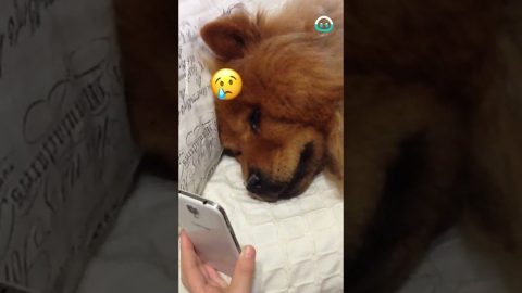 Chow Chow Misses Mommy || ViralHog