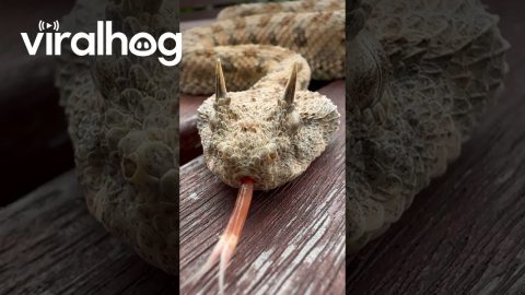 Horned Snake Slithers On Table || ViralHog