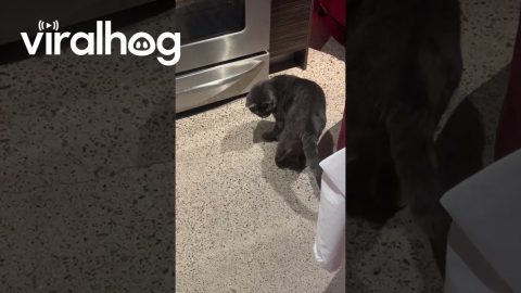 Cat Chases Tail In Hopes Of Oven Scraps || ViralHog