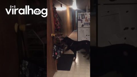 Polite Rottweiler Closes the Door for Us || ViralHog