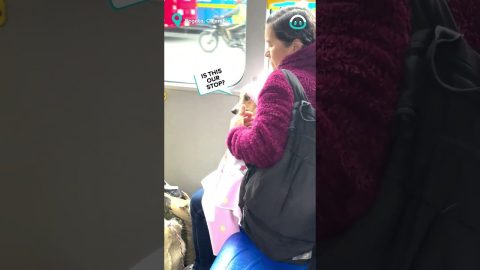 Disguised Fur Baby On The Bus || ViralHog