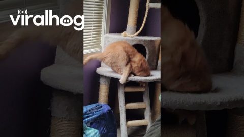 Orange Cat Plays With Its Own Tail || ViralHog