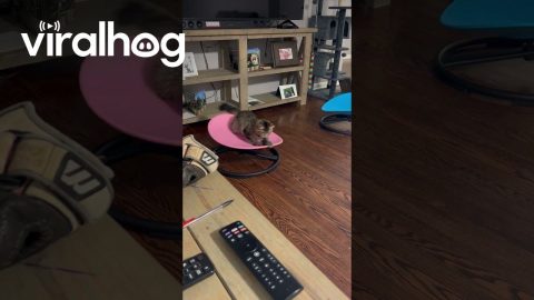 Cat Spins On Sensory Swivel Chair || ViralHog