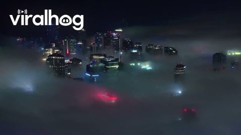 Thick Fog Blankets Downtown Miami || ViralHog