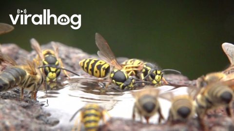 German Wasps and Honeybees In Slow Motion || ViralHog