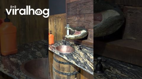 Gator Head Sink Found In Louisiana Restaurant || ViralHog