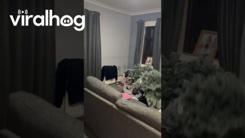 Man Jumps On Christmas Tree || ViralHog