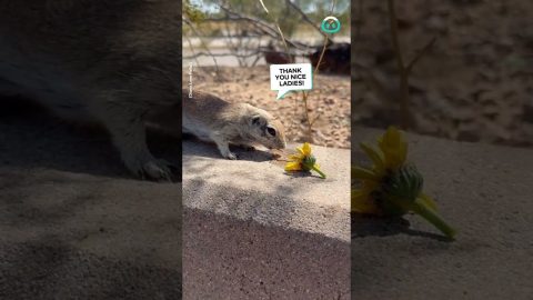 Thirsty Chipmunk Comes To Say Hi || ViralHog