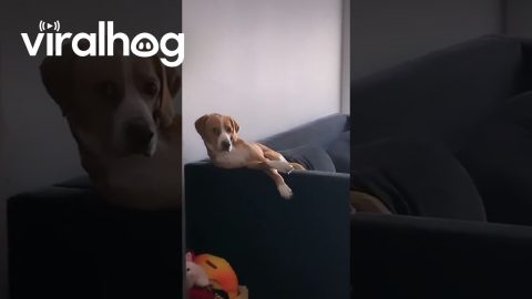 Dog Sits Like He Pays Bills || ViralHog