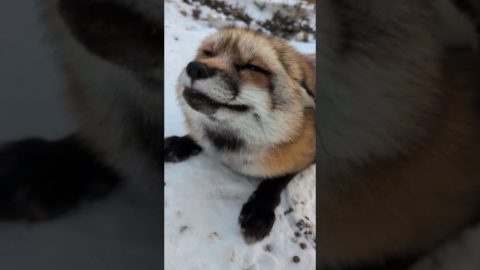 Sweet Pet Fox Asks For Back Scratches || ViralHog