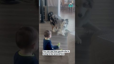 Bouncy Aussie Wants To Play || ViralHog