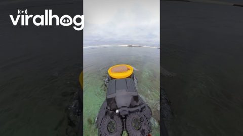 Cat Food Delivery Using Amphibious RC Car || ViralHog
