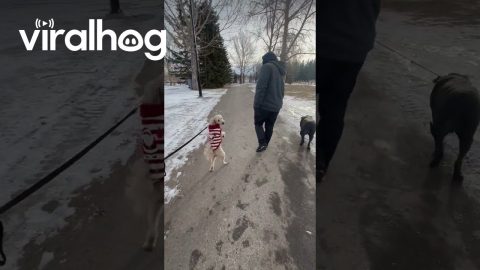 How Long Can Toby Walk On Two Legs || ViralHog