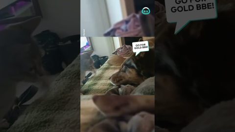 Patient Pup and Riled up Kitten || ViralHog
