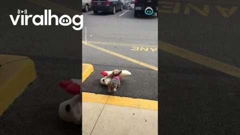Dog Loves To Go Shopping || ViralHog