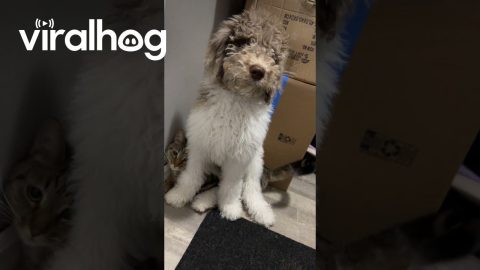 Doodle Makes Cat Into His Chair || ViralHog