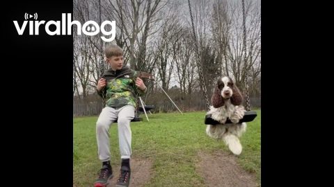 Dog Swings Next To Owner || ViralHog