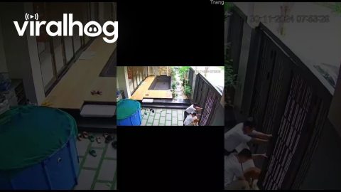 Dog's Head Gets Stuck In Automatic Door || ViralHog