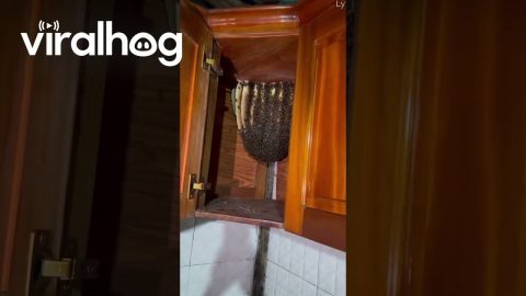 Bee Hive Found Inside Kitchen Cabinet || ViralHog