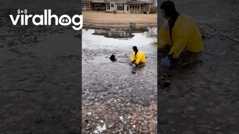 Firefighter Rescues Dog From Residential Frozen Pond || ViralHog