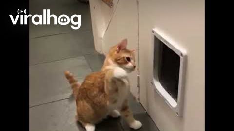 Feisty Orange Kitten Baps Cat Flap || ViralHog