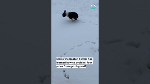 Dog Learned Trick To Avoid Snow || ViralHog