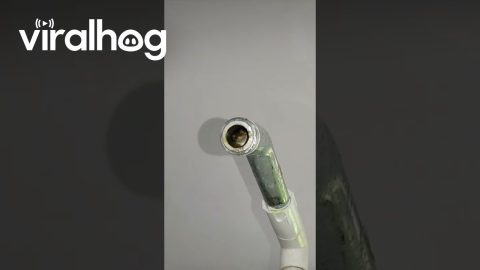 This Frog is a Pipe Peeper || ViralHog