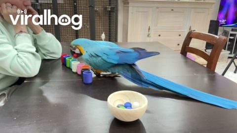 Parrot Plays Color Sorting Game || ViralHog