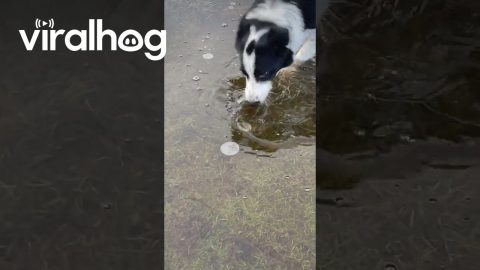 Border Collie Bites At Frozen Pond || ViralHog