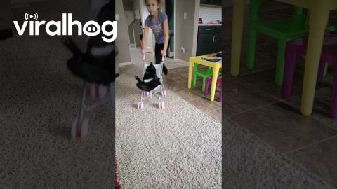 Cat Gets Ride In Doll Stroller || ViralHog