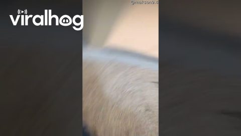 Orange Drink Floods Mouse Hiding In Radiator || ViralHog