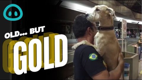 Dog is Crazy Happy to See Owner || ViralHog