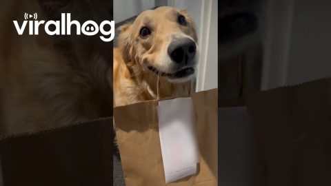 Dog's Teeth Chatter While Holding Takeout Food || ViralHog