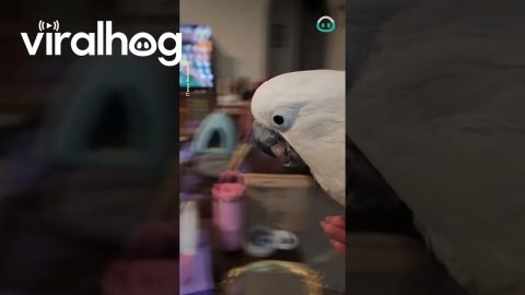 Cockatoo's Nightly Spinning Screams || ViralHog