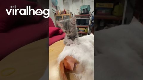 Kitten Gives Injured Cat A Massage || ViralHog