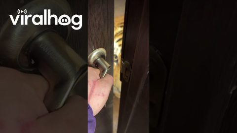 When You're Two Minutes Late Feeding Your Cat || ViralHog