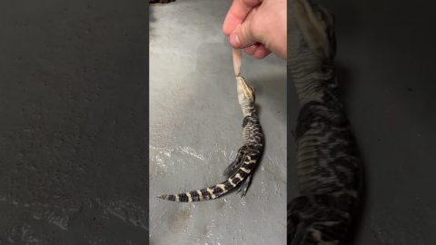 Baby Gator Death Rolling || ViralHog