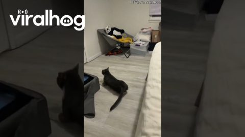Cat Rolls Off Bed And Acts Embarrassed || ViralHog