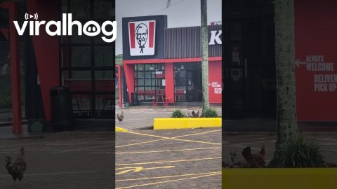 Chicken Hangs Out In Chicken Restaurant Parking Lot || ViralHog