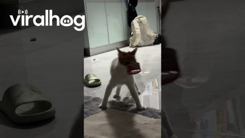 Cat Can't See Over Their Greed || ViralHog