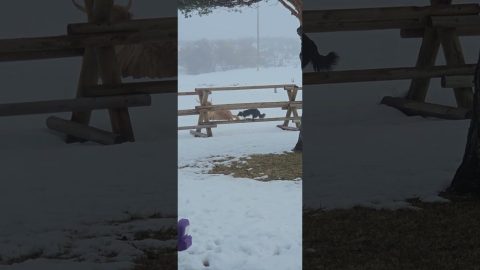 Dog Wants to Play With Unbothered Highland Cow || ViralHog