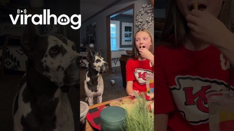 Great Dane Wants French Fries || ViralHog