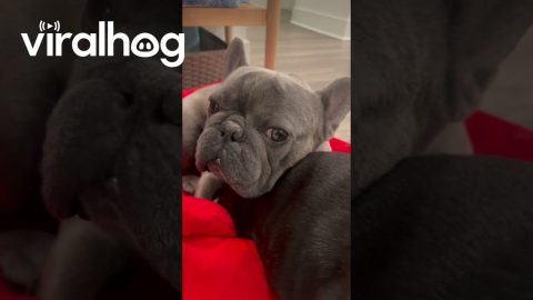 French Bulldog Rests On Brother's Rump || ViralHog