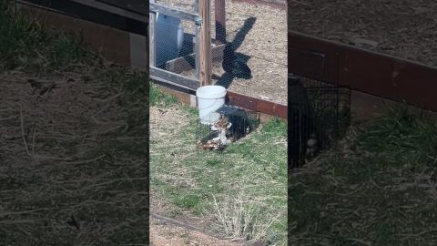 We Caught a Wild Corgi! || ViralHog