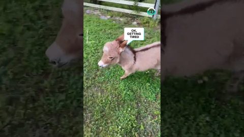 Dinky Donkey has the Zoomies || ViralHog