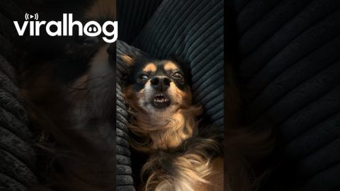 Daschund Naps With Eyes Open || ViralHog